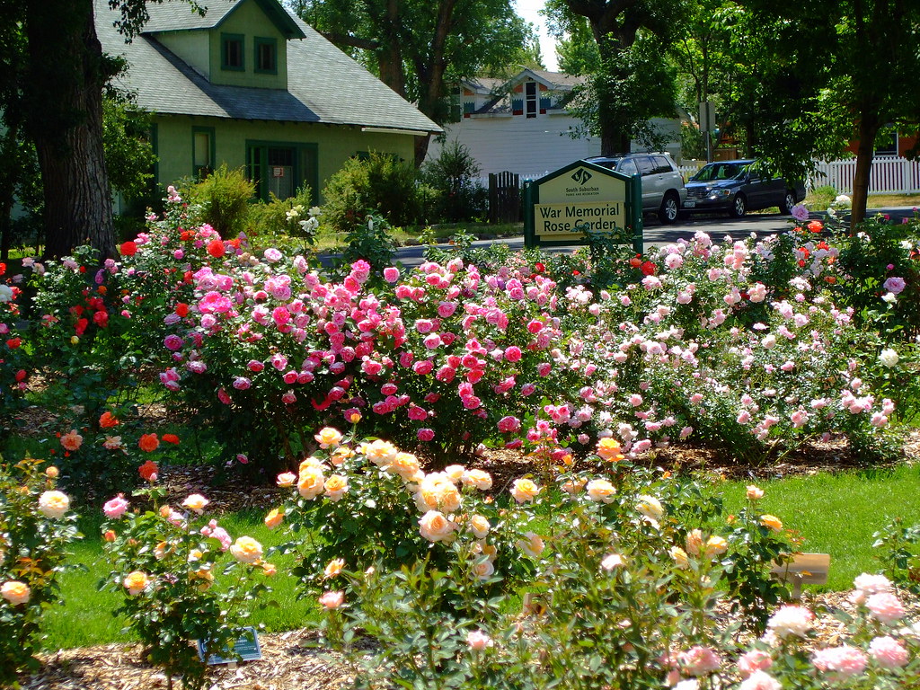 Rose Garden