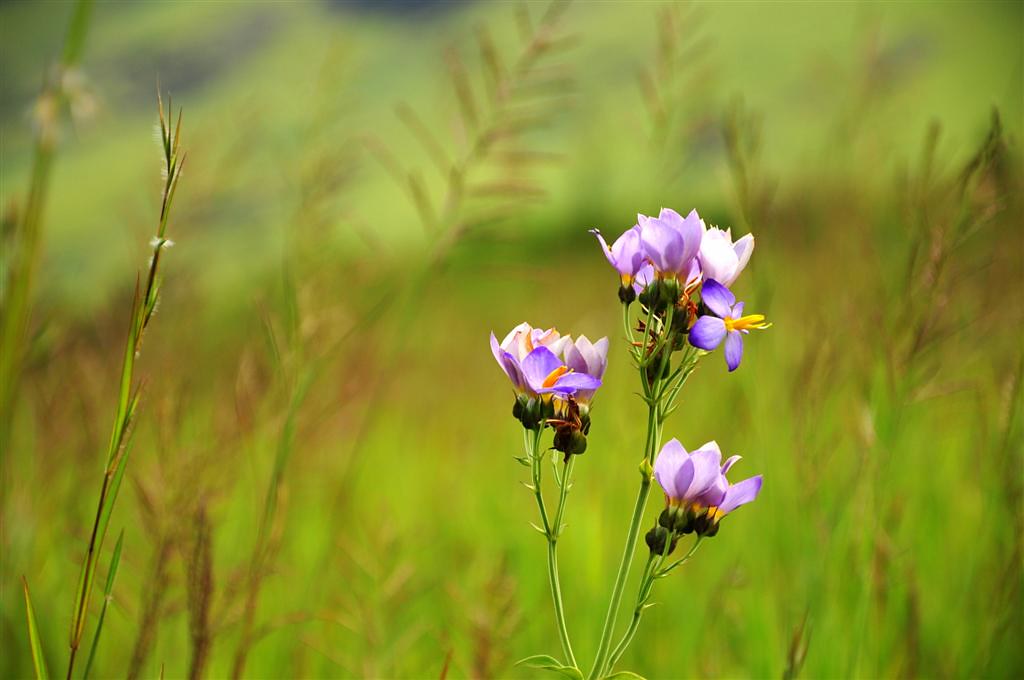  The Kudremukh National Park 