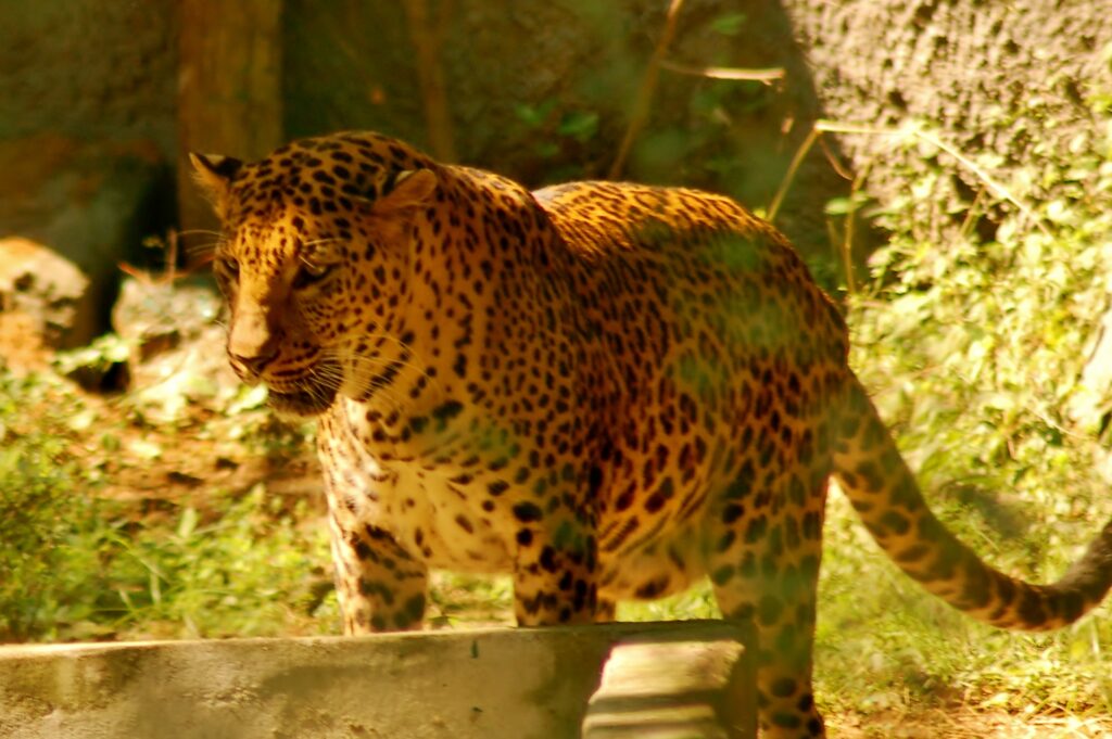 Arignar Anna Zoological Park 