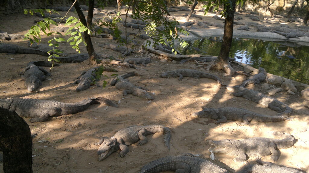 Madras Crocodile Bank Trust 