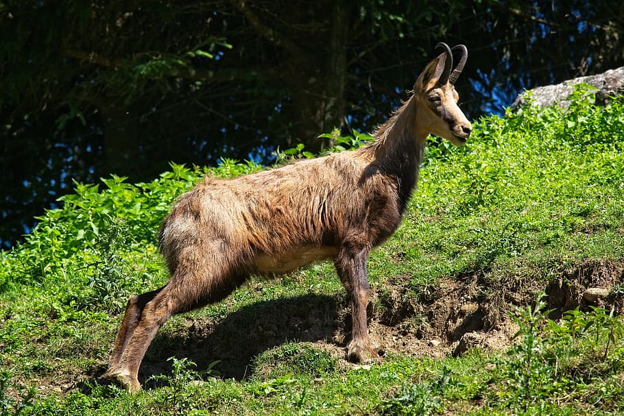 Kedarnath Wildlife Sanctuary