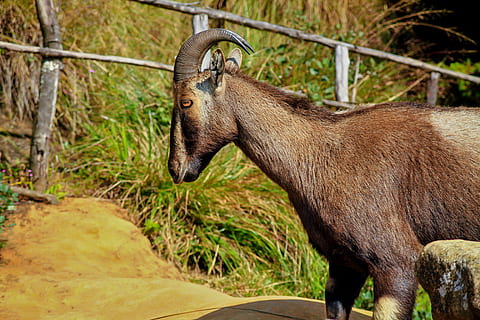  Eravikulam National Park 