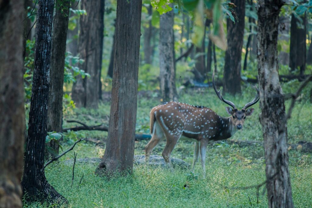 Dachingham National Park