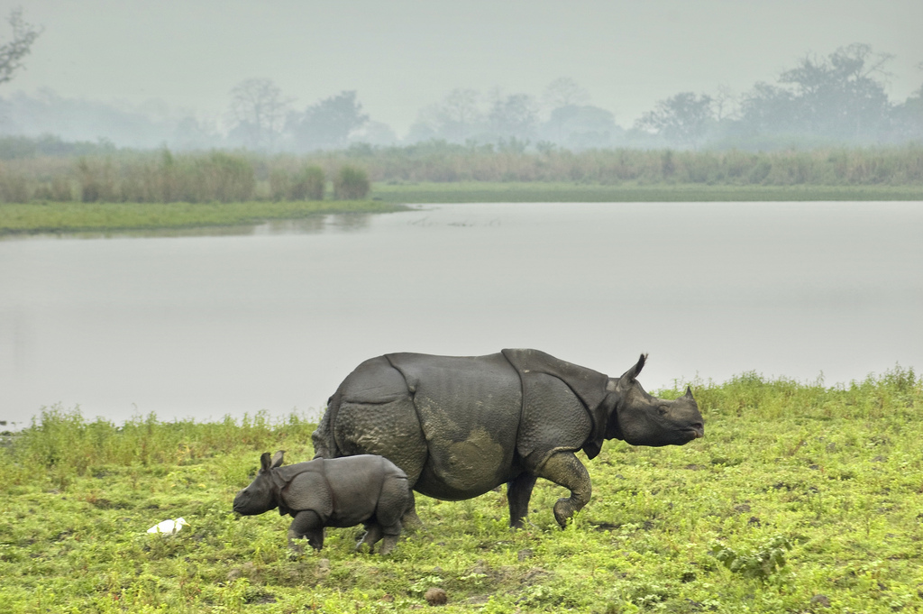 Kaziranga National Park 