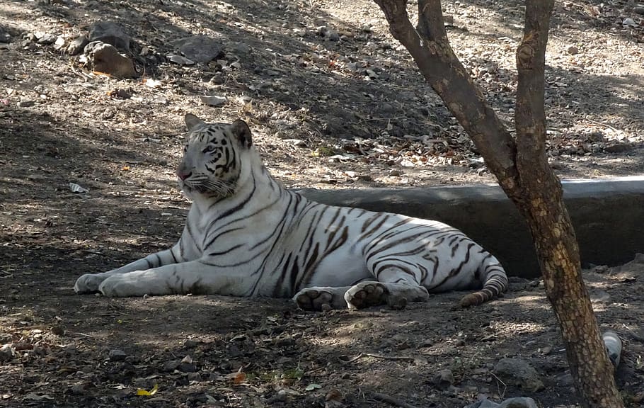 Van Vihar National Park 