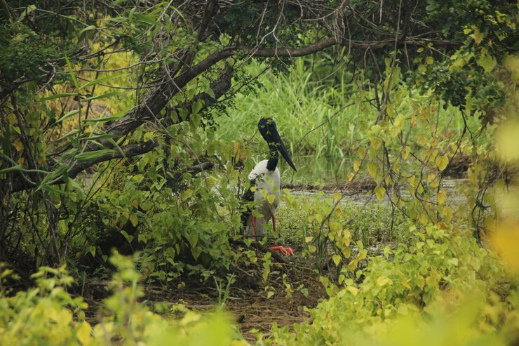 Jim Corbett National Park