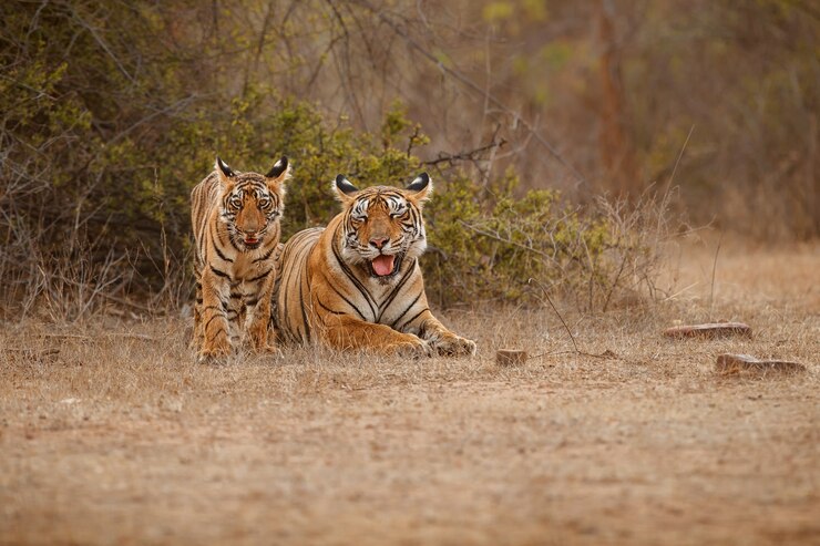  Periyar Wildlife Sanctuary 